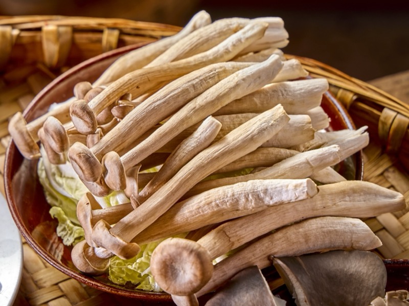 鹿茸菇